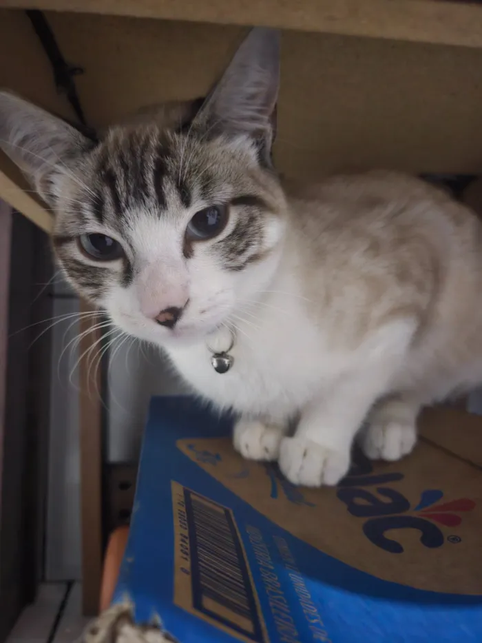 Gato raça Siamês idade 1 ano nome Thor