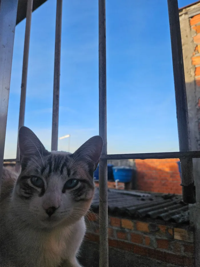 Gato raça Siamês idade 1 ano nome Thor