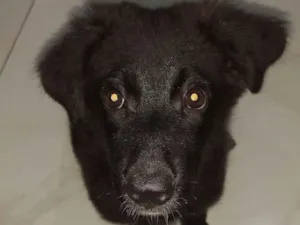 Cachorro raça SRD-ViraLata idade 2 a 6 meses nome Kiara