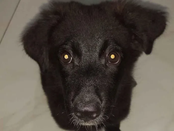 Cachorro raça SRD-ViraLata idade 2 a 6 meses nome Kiara