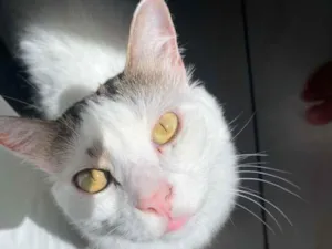 Gato raça SRD-ViraLata idade 5 anos nome Maguila 