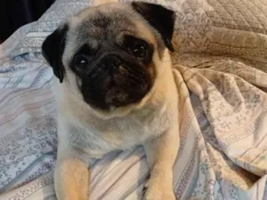 Cachorro raça Bulldog idade 3 anos nome Bradock