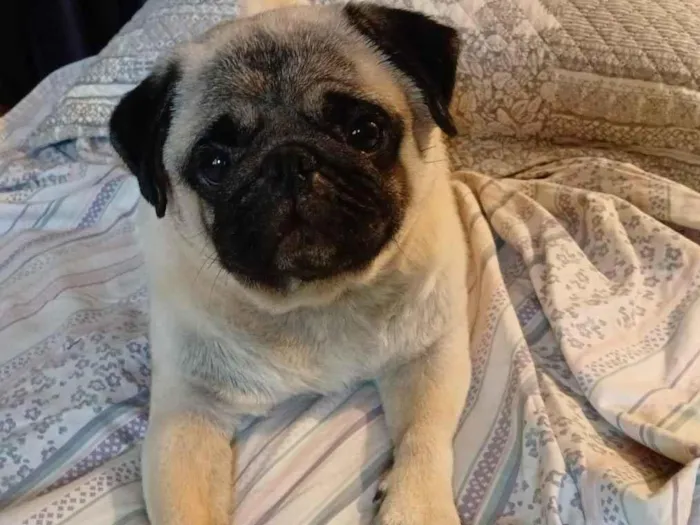 Cachorro raça Bulldog idade 3 anos nome Bradock