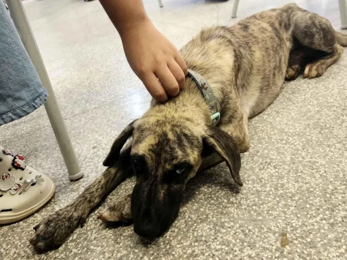 Cachorro raça SRD-ViraLata idade 7 a 11 meses nome Monjaro 