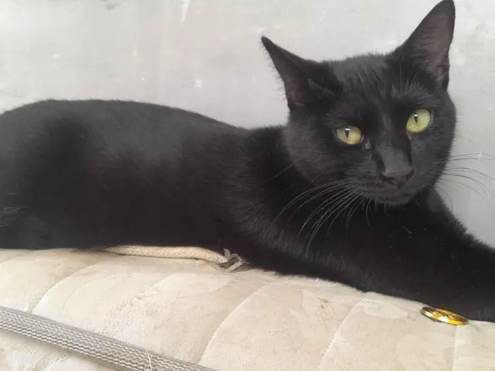 Gato raça SRD-ViraLata idade 2 anos nome Pretinha
