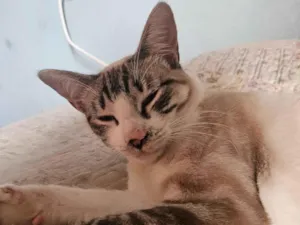 Gato raça Siamês idade 1 ano nome Thor