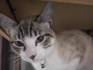 Gato raça Siamês idade 1 ano nome Thor