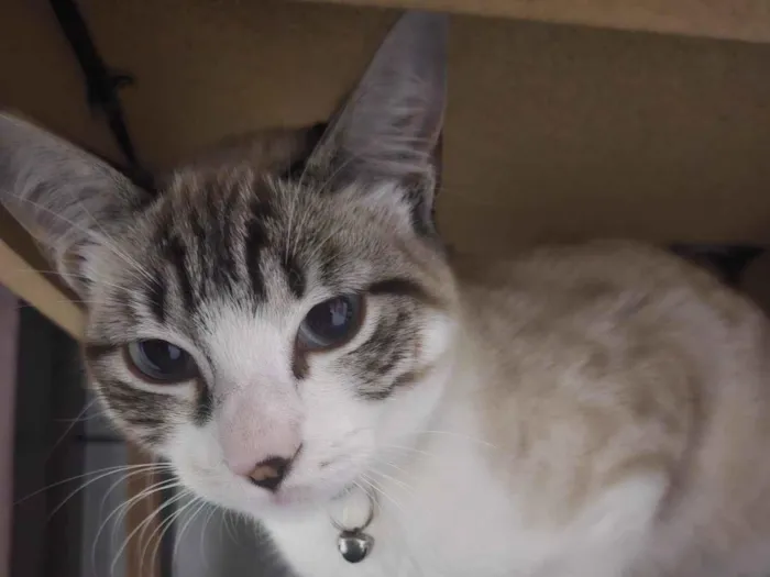 Gato raça Siamês idade 1 ano nome Thor