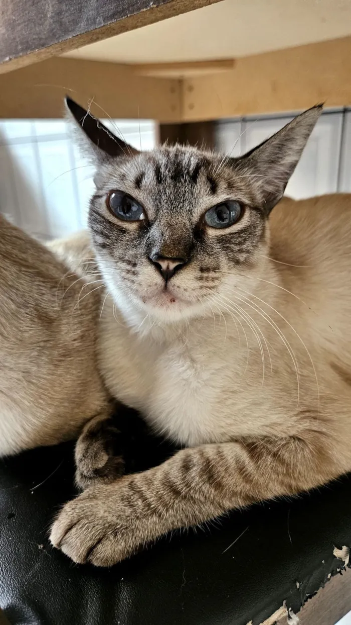Gato raça Siamês idade 1 ano nome Lua