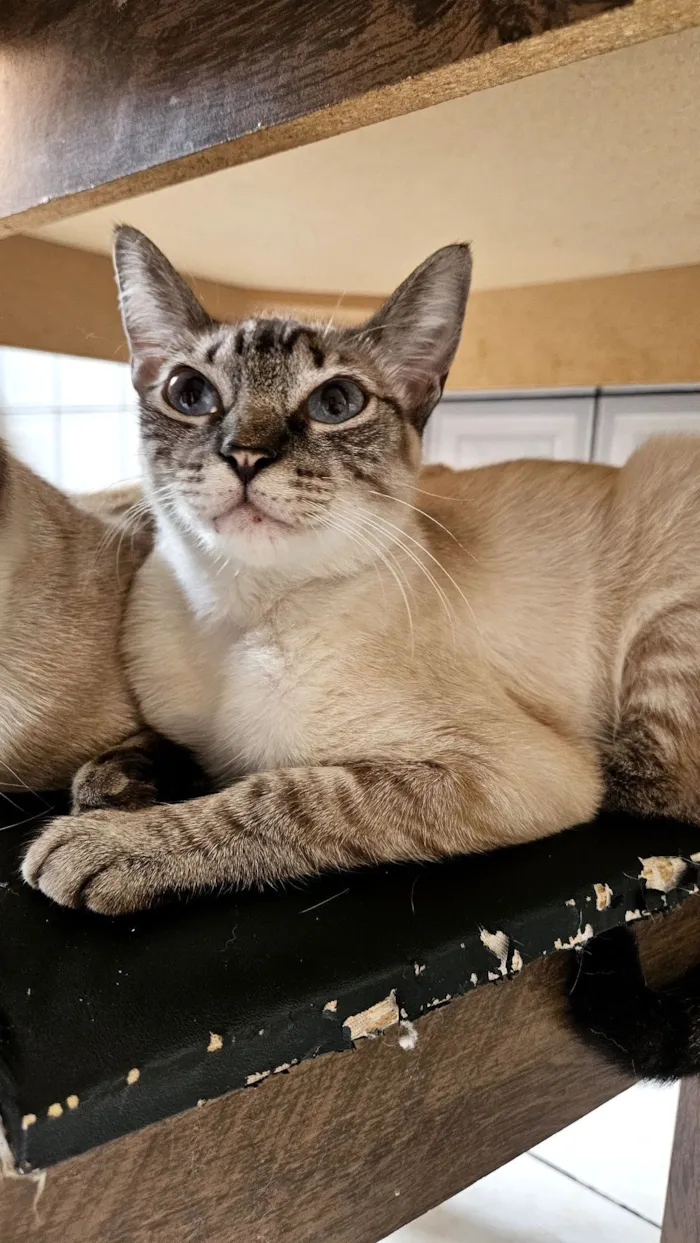 Gato raça Siamês idade 1 ano nome Lua