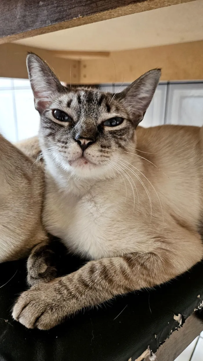 Gato raça Siamês idade 1 ano nome Lua