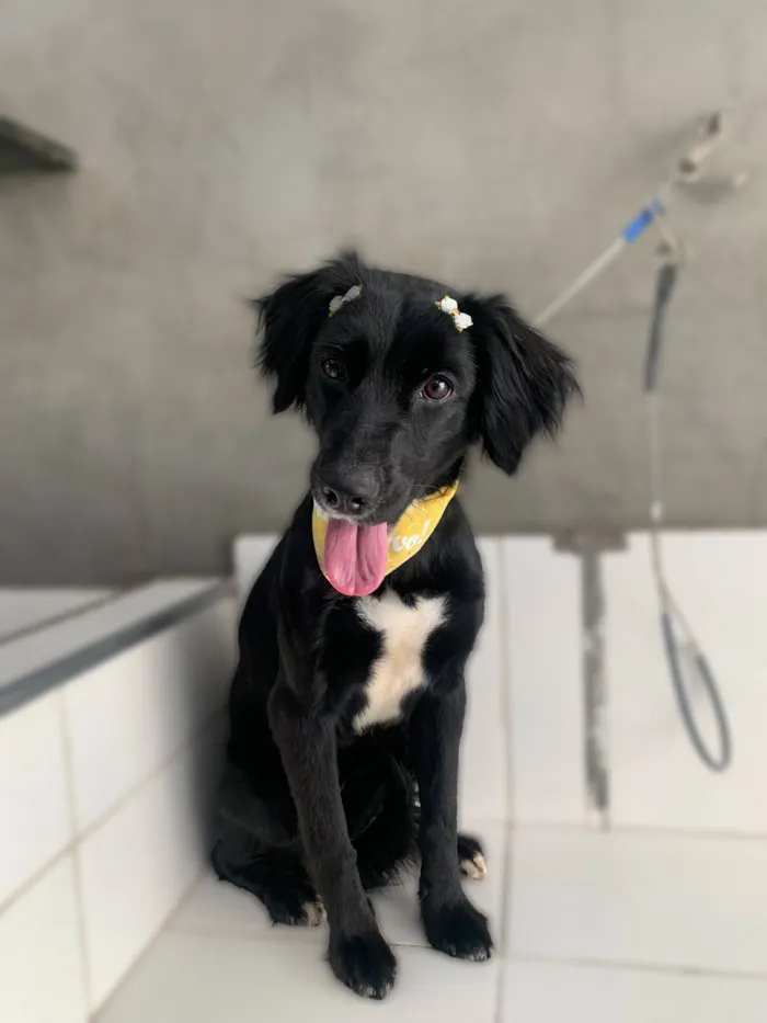 Cachorro raça SRD-ViraLata idade 1 ano nome Maju 