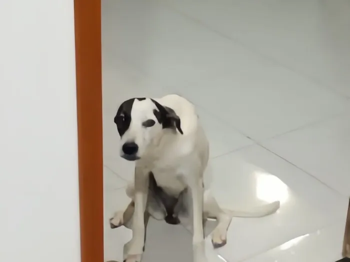 Cachorro raça SRD-ViraLata idade 2 a 6 meses nome Nidalee