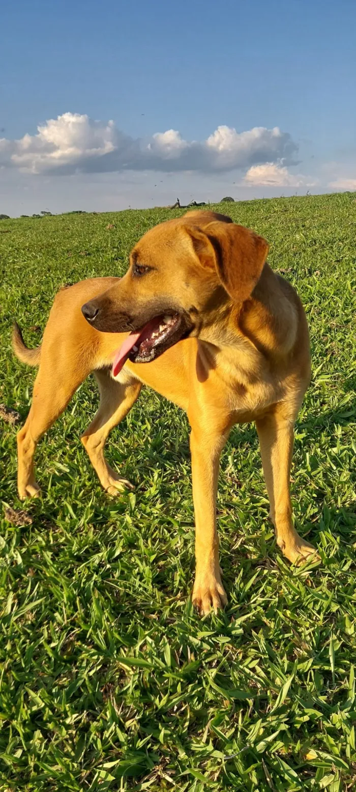 Cachorro raça SRD-ViraLata idade 7 a 11 meses nome Juninho 