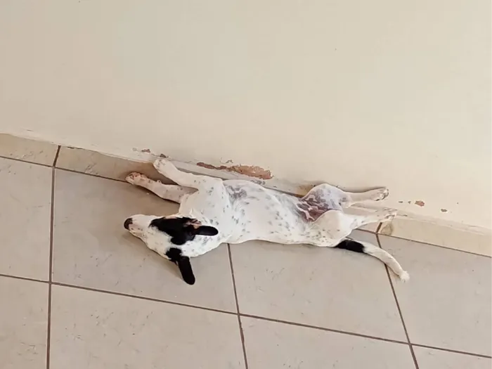 Cachorro raça SRD-ViraLata idade 2 a 6 meses nome Lili 