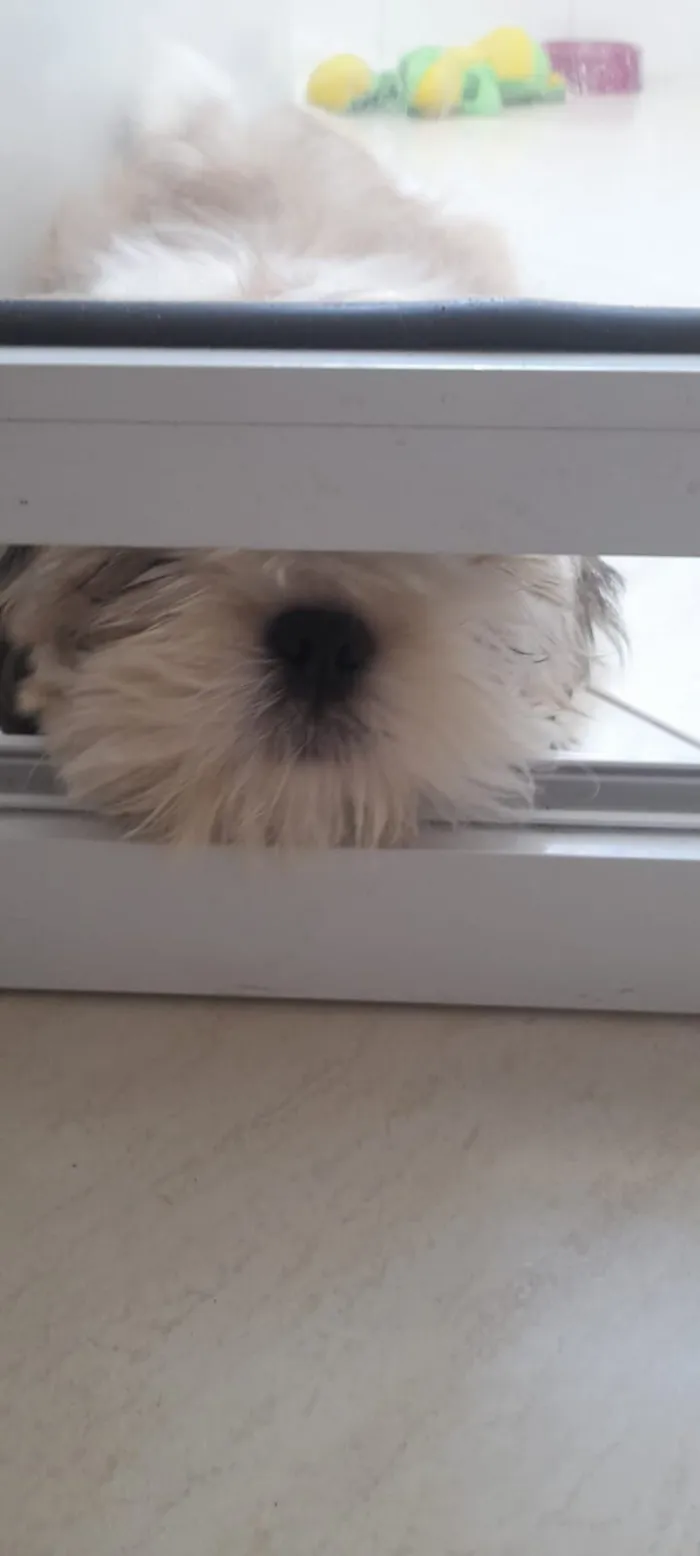 Cachorro raça Shitzu idade 2 a 6 meses nome Pipoca