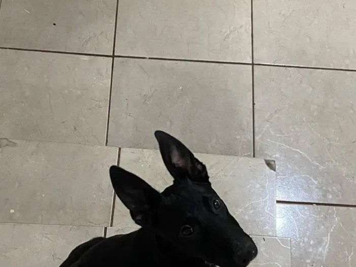 Cachorro raça Pastor Alemão idade 2 a 6 meses nome Meg