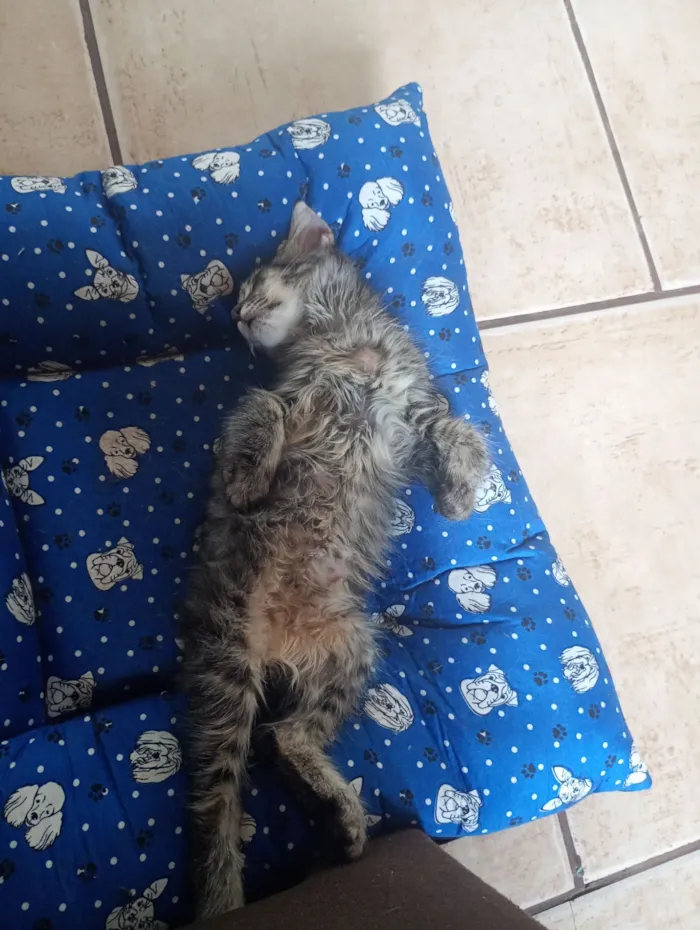 Gato raça SRD-ViraLata idade 2 a 6 meses nome Luke 