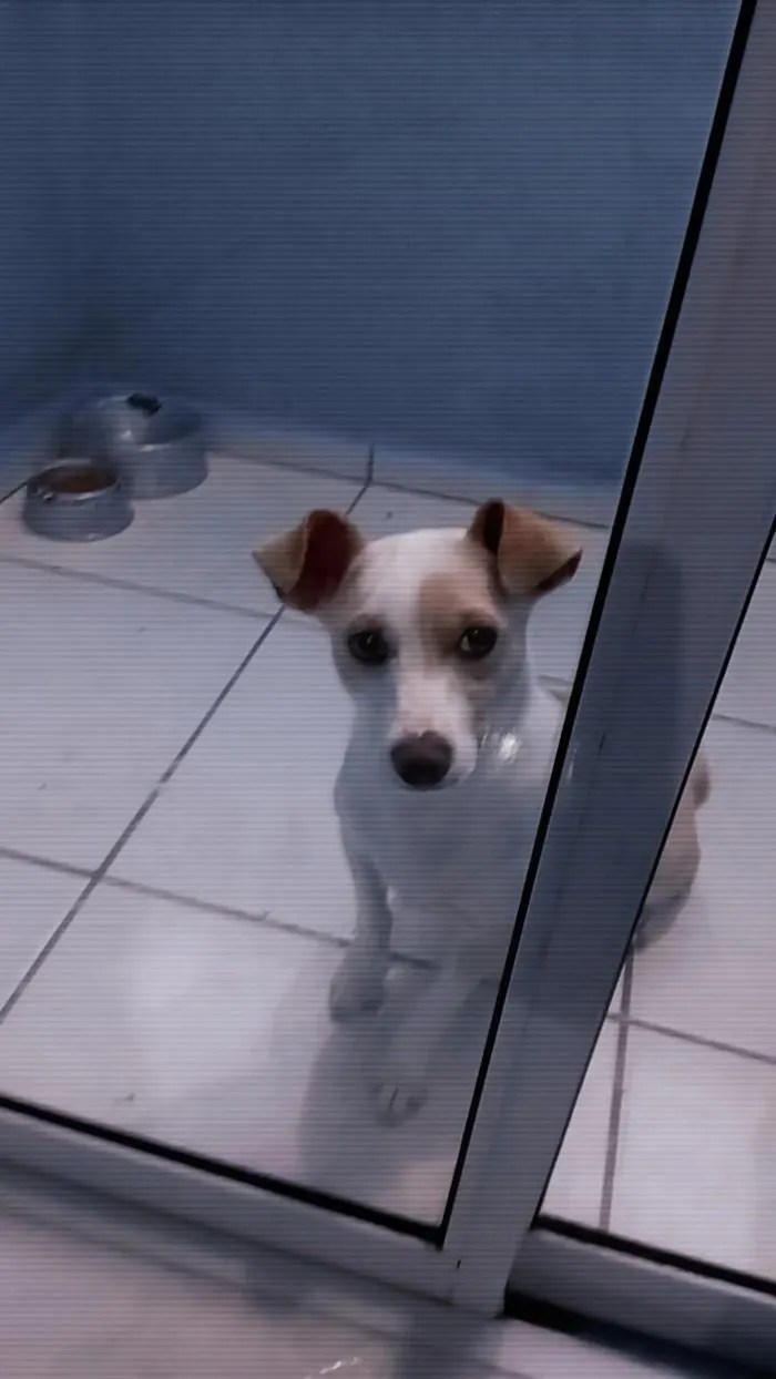 Cachorro raça SRD-ViraLata idade 7 a 11 meses nome Meg 