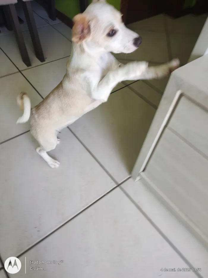 Cachorro raça SRD-ViraLata idade 7 a 11 meses nome Meg 