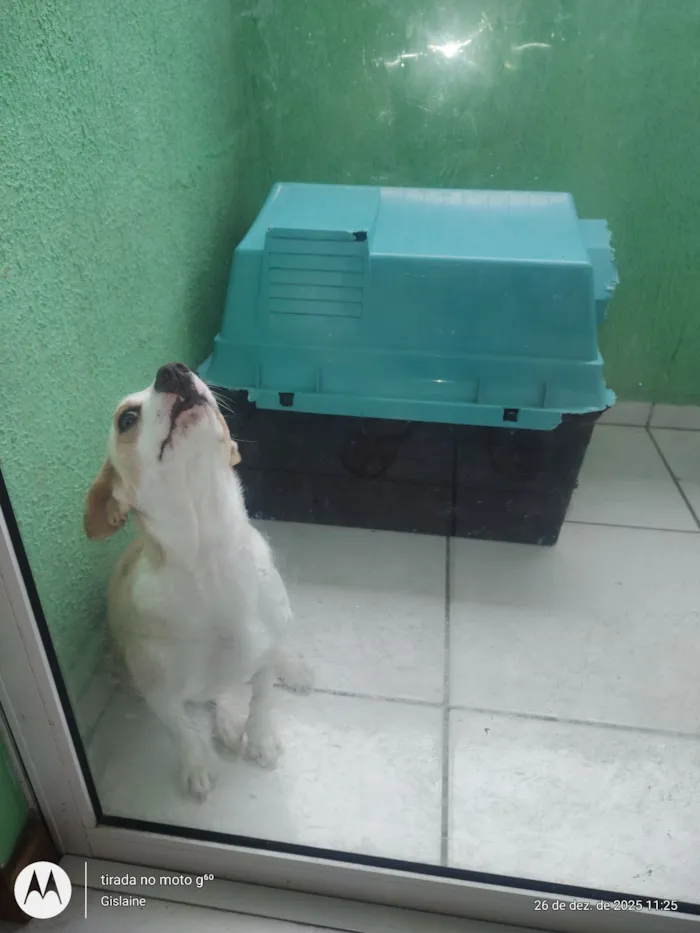 Cachorro raça SRD-ViraLata idade 7 a 11 meses nome Meg 
