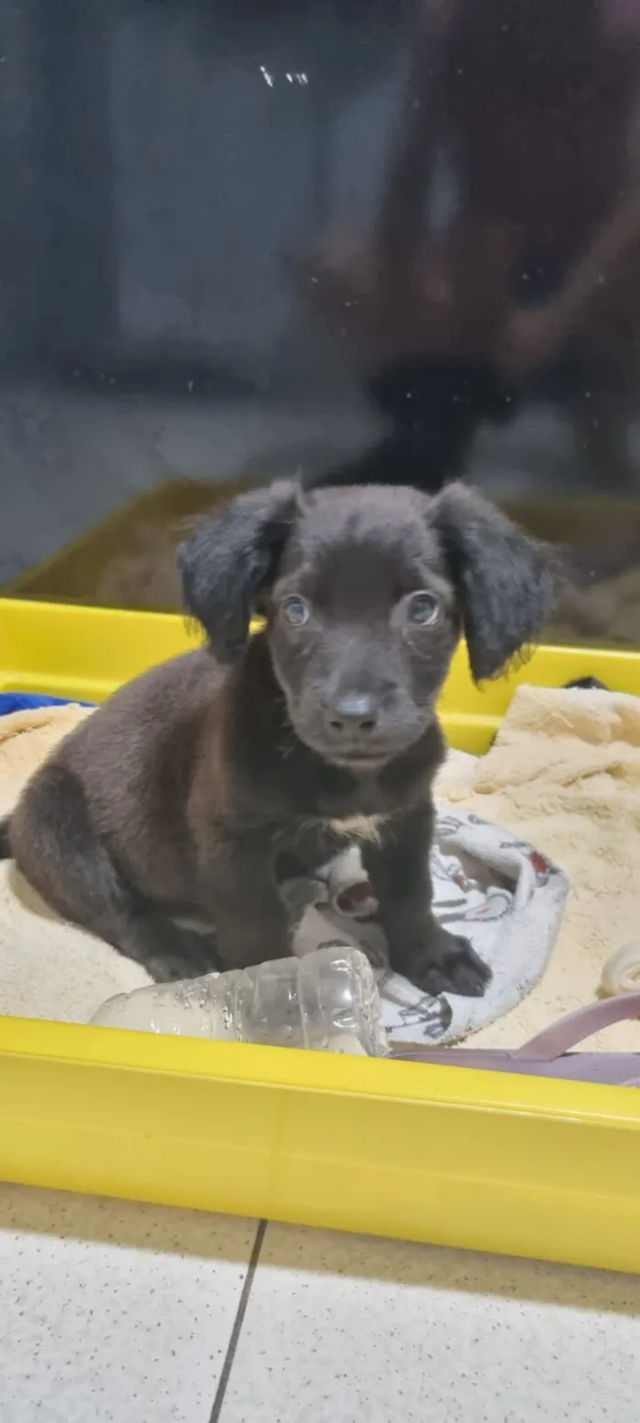 Cachorro raça SRD-ViraLata idade 2 a 6 meses nome Pitico