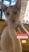 Gato raça SRD-ViraLata idade 2 a 6 meses nome Sem nome