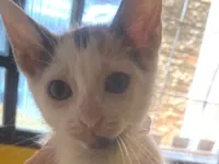 Gato raça SRD-ViraLata idade 2 a 6 meses nome Sem nome