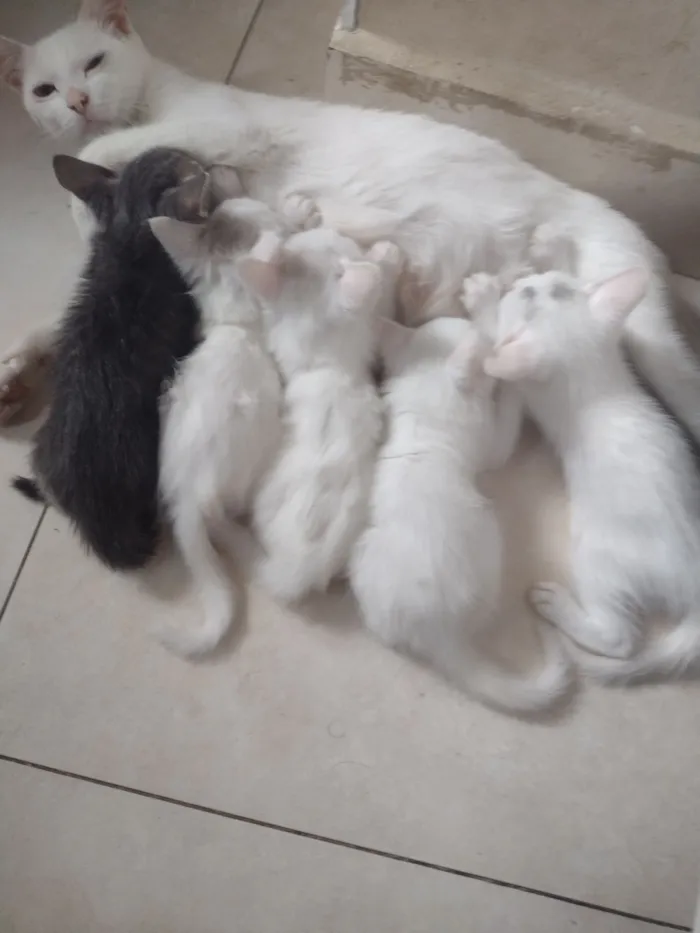 Gato raça SRD-ViraLata idade Abaixo de 2 meses nome Pequenos 