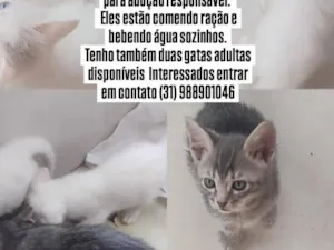 Gato raça SRD-ViraLata idade Abaixo de 2 meses nome Pequenos 