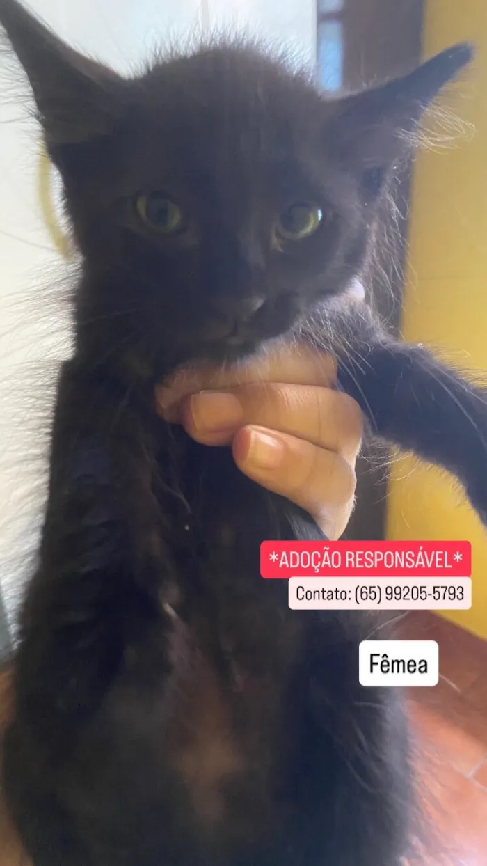 Gato raça SRD-ViraLata idade 2 a 6 meses nome Sem nome 