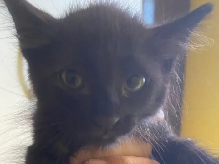 Gato raça SRD-ViraLata idade 2 a 6 meses nome Sem nome 