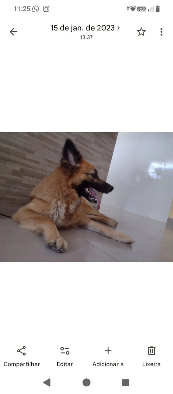 Cachorro raça Pastor Alemão idade 4 anos nome Kyra