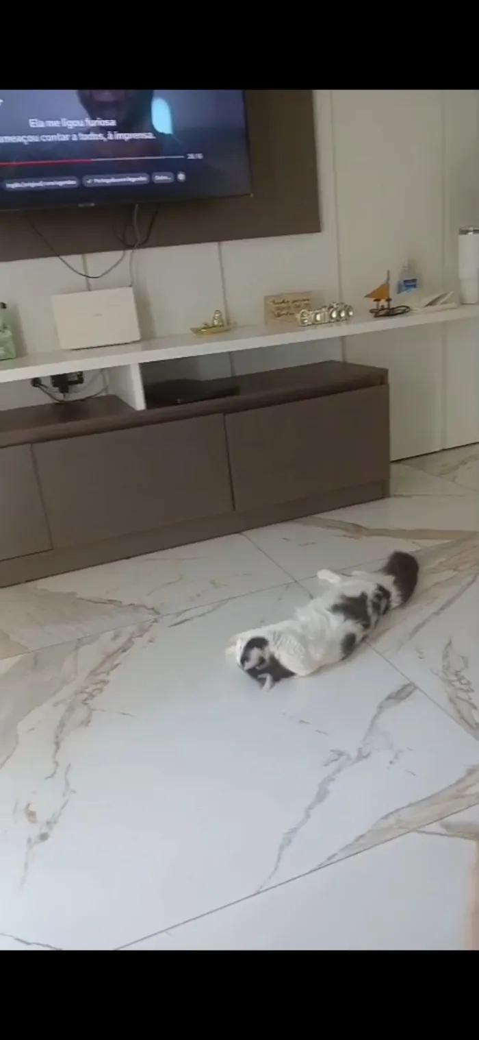 Gato raça Persa idade 1 ano nome Kiara