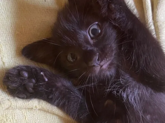 Gato raça SRD-ViraLata idade 2 a 6 meses nome Sem nome 