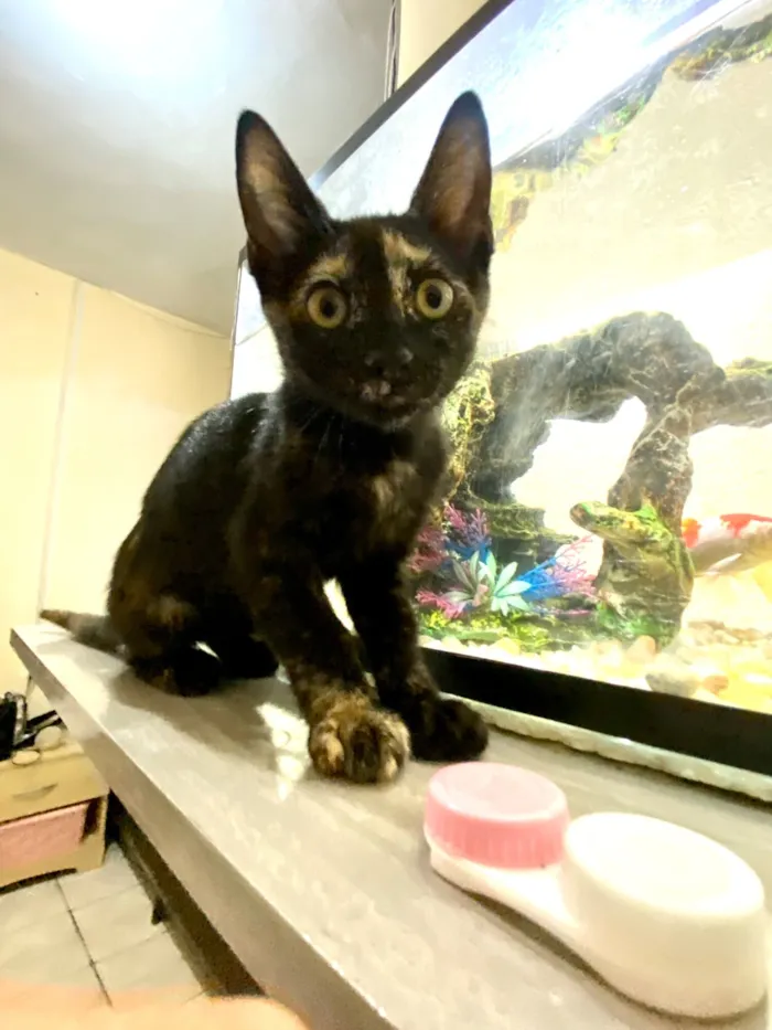 Gato raça SRD-ViraLata idade 2 a 6 meses nome Maria