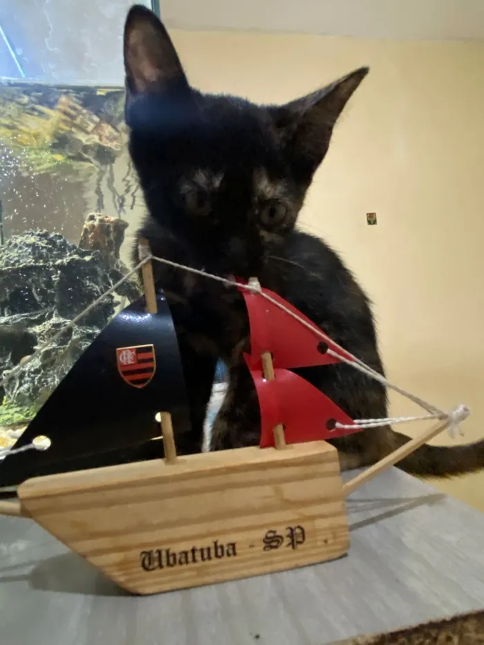 Gato raça SRD-ViraLata idade 2 a 6 meses nome Maria