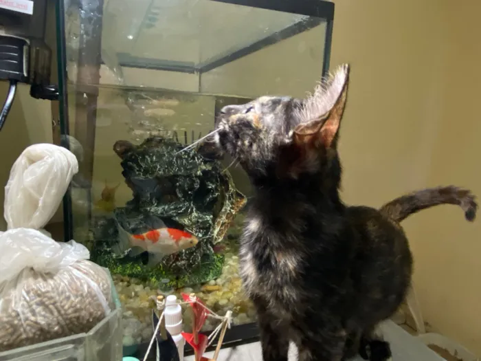 Gato raça SRD-ViraLata idade 2 a 6 meses nome Maria