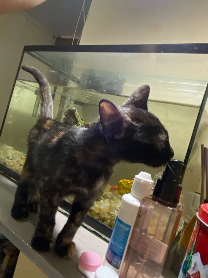 Gato raça SRD-ViraLata idade 2 a 6 meses nome Maria