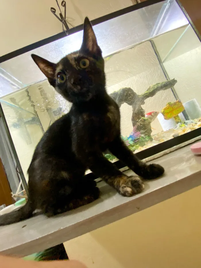 Gato raça SRD-ViraLata idade 2 a 6 meses nome Maria