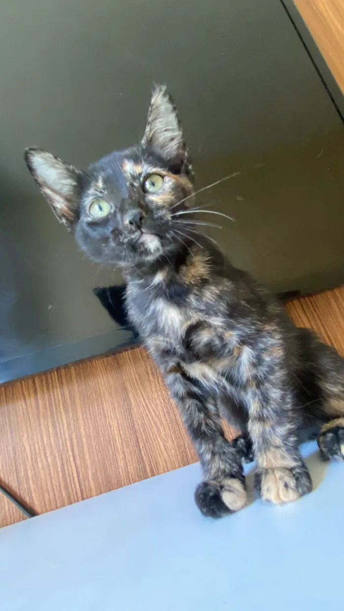 Gato raça SRD-ViraLata idade 2 a 6 meses nome Maria