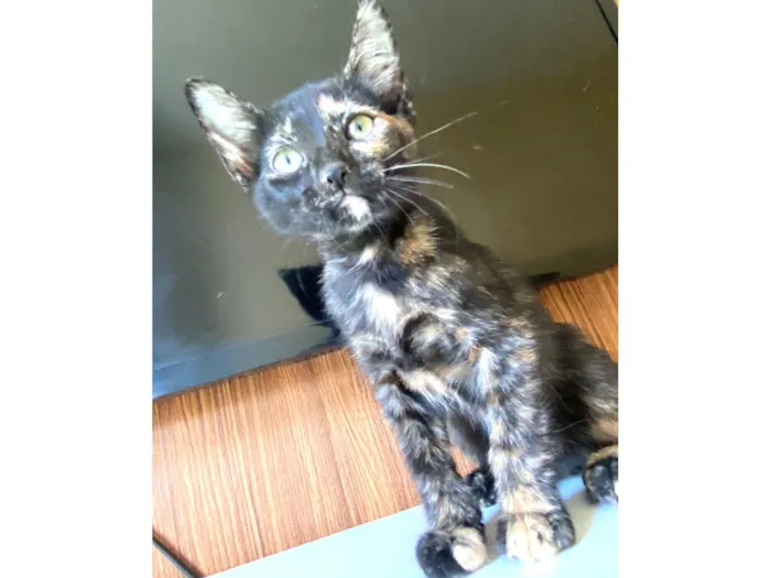 Gato raça SRD-ViraLata idade 2 a 6 meses nome Maria