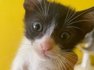 Gato raça SRD-ViraLata idade 2 a 6 meses nome Sem nome 