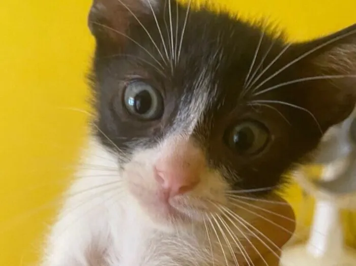 Gato raça SRD-ViraLata idade 2 a 6 meses nome Sem nome 