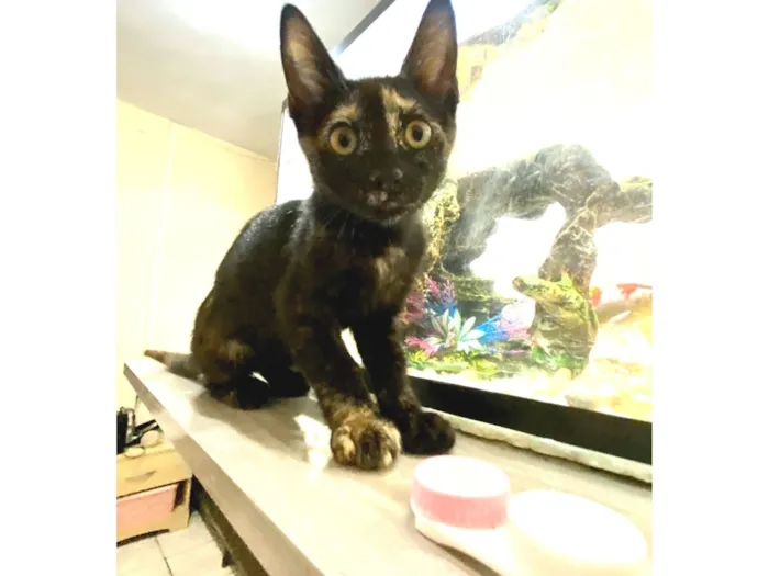 Gato raça SRD-ViraLata idade 2 a 6 meses nome Maria