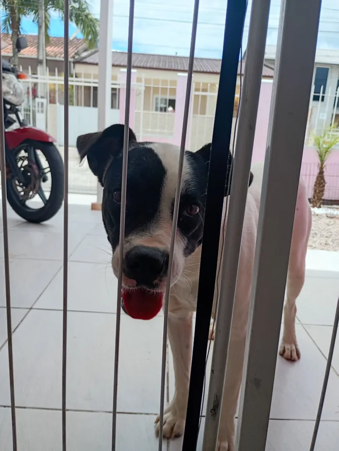 Cachorro raça Boxer idade 1 ano nome Zafira