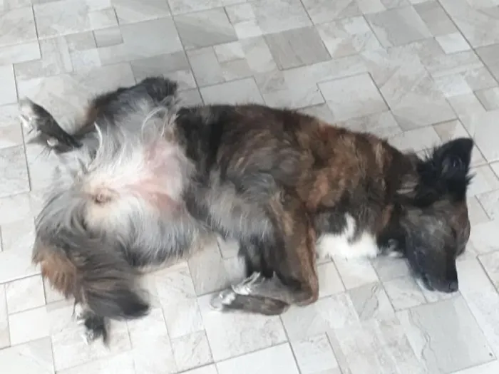 Cachorro raça SRD-ViraLata idade 6 ou mais anos nome BOLOTA 11 ANOS