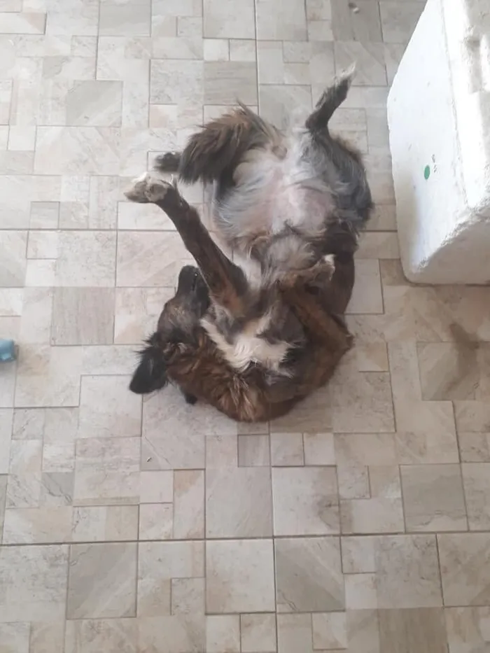 Cachorro raça SRD-ViraLata idade 6 ou mais anos nome BOLOTA 11 ANOS