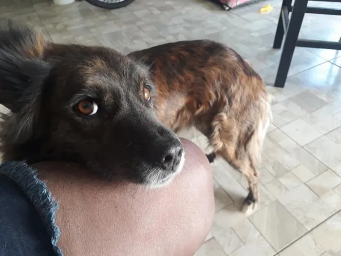 Cachorro raça SRD-ViraLata idade 6 ou mais anos nome BOLOTA 11 ANOS