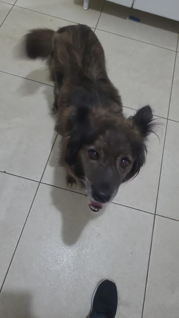 Cachorro raça SRD-ViraLata idade 6 ou mais anos nome BOLOTA 11 ANOS